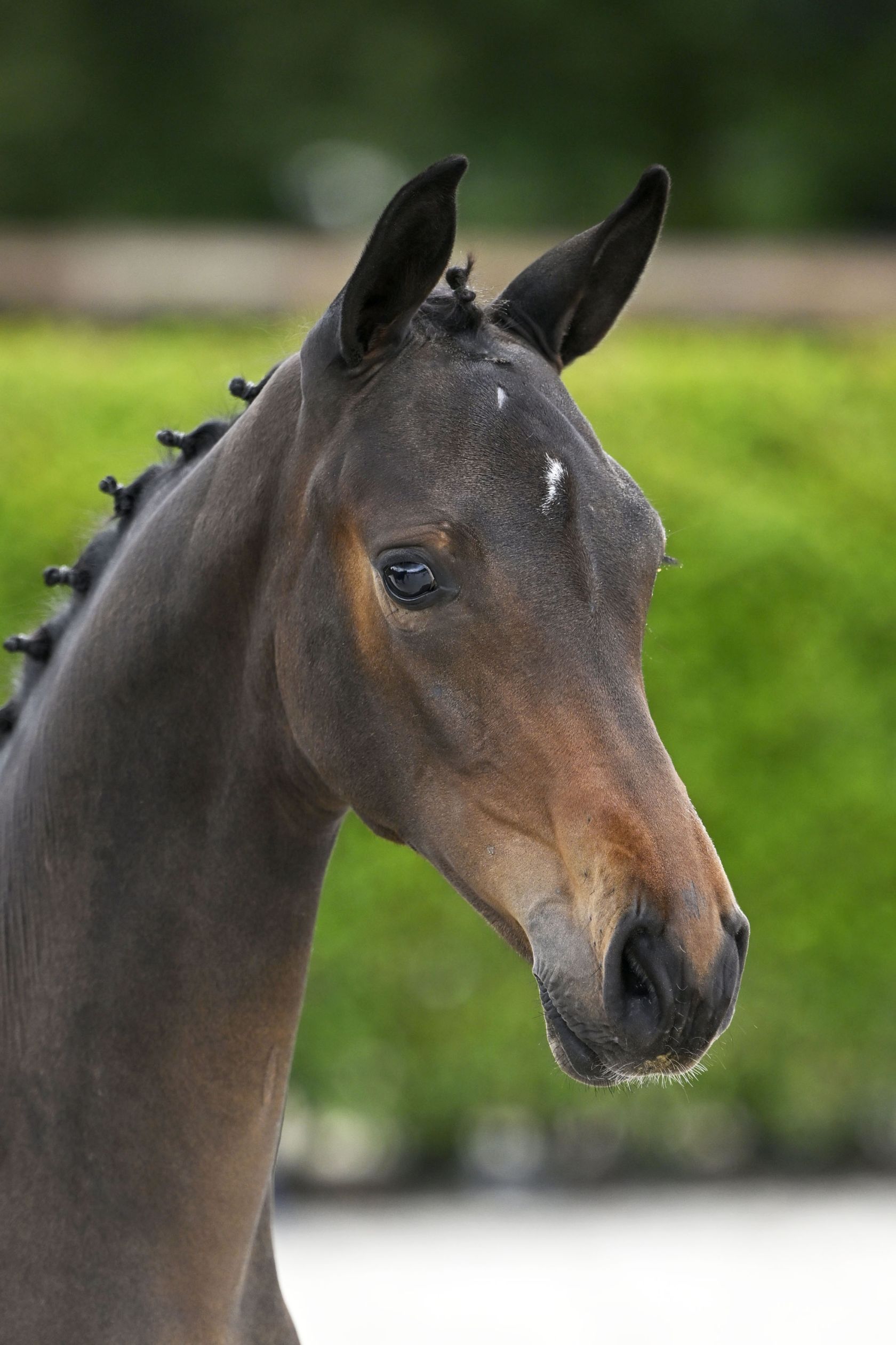 CINDERELLA SES Z - Exquisite granddaughter of 1.60m jumping